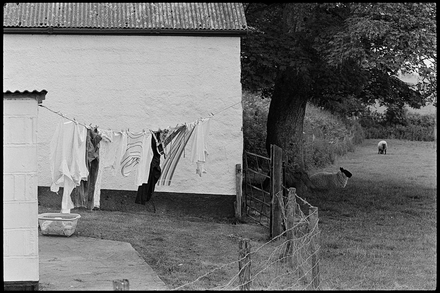 Washing on line. 
[Washing hung out to dry on a washing line strung between two farm buildings with corrugated iron roofs at Parsonage, Iddesleigh. Sheep can be seen in the field next to the buildings.]