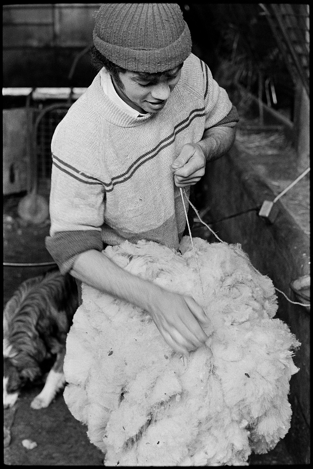 Shearing sheep. 
[David Ward tying up sheep's fleeces in a barn at Parsonage, Iddesleigh. A dog is visible in the background.]