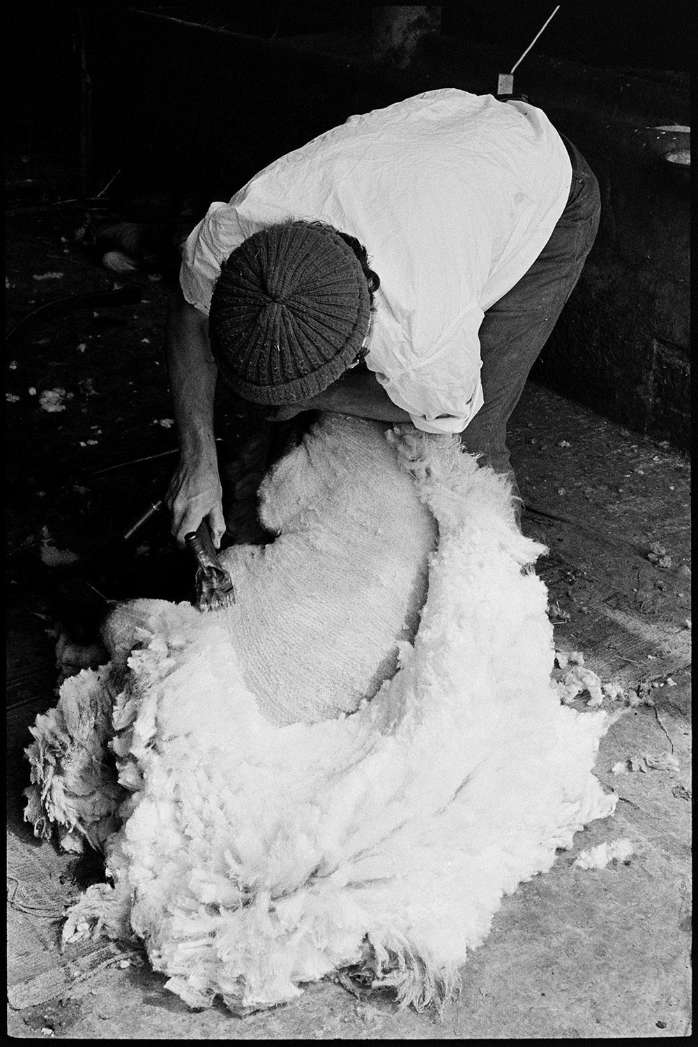 Shearing sheep. 
[David Ward shearing a sheep using a shearing machine in a barn at Parsonage, Iddesleigh.]