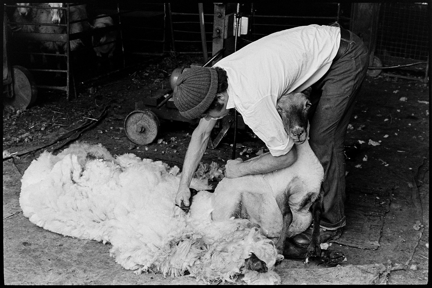 Shearing sheep. 
[David Ward shearing a sheep using a shearing machine in a barn at Parsonage, Iddesleigh.]