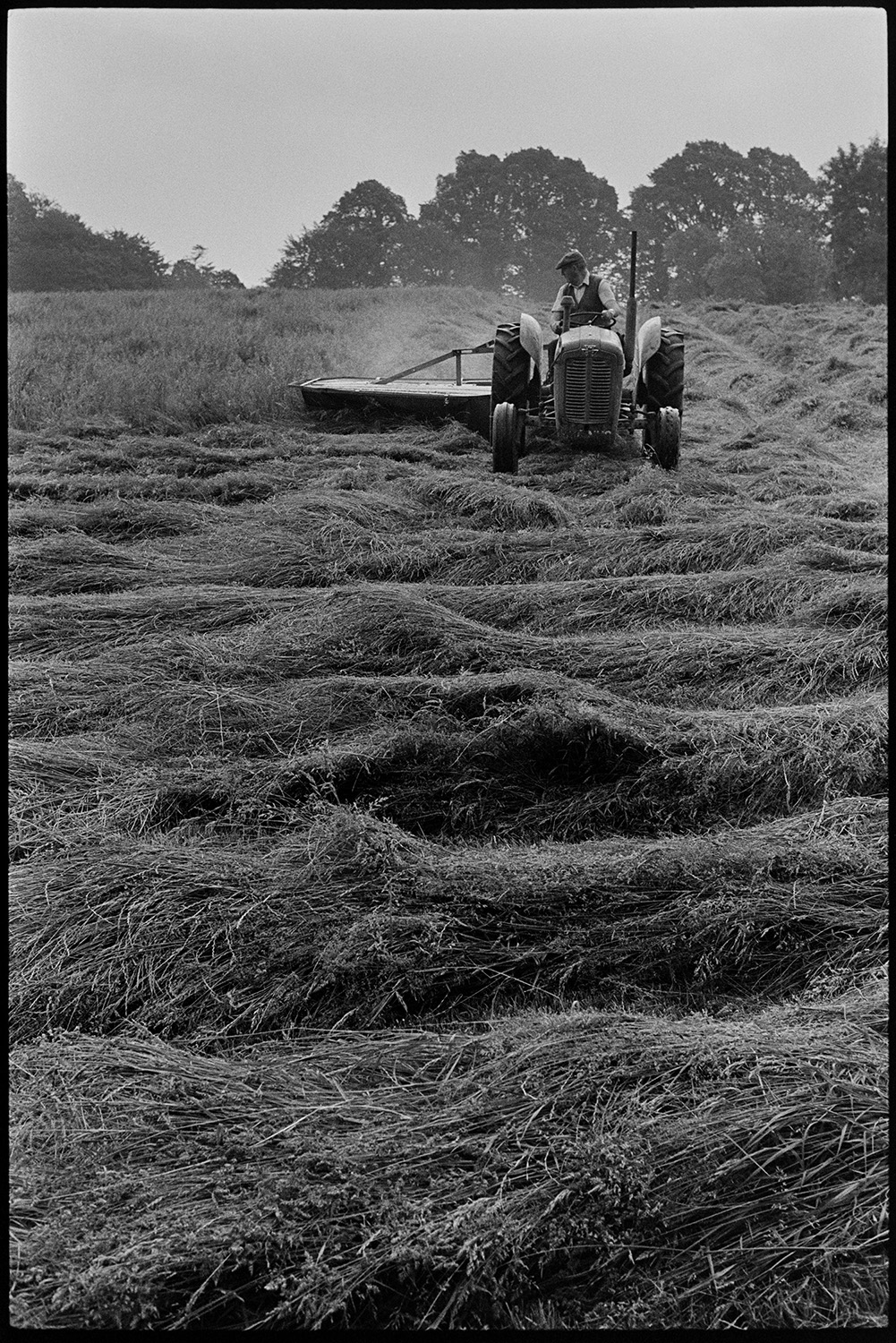 Cutting grass. 
[John Ward mowing a field with a grass cutter and tractor at Parsonage, Iddesleigh. He is looking behind to check the cutter.]