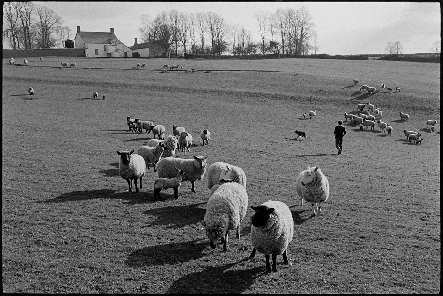 Farmer checking sheep and lambs. 
[Graham Ward and a dog checking sheep and lambs in a field at Parsonage, Iddesleigh. A farmhouse can be seen in the background.]