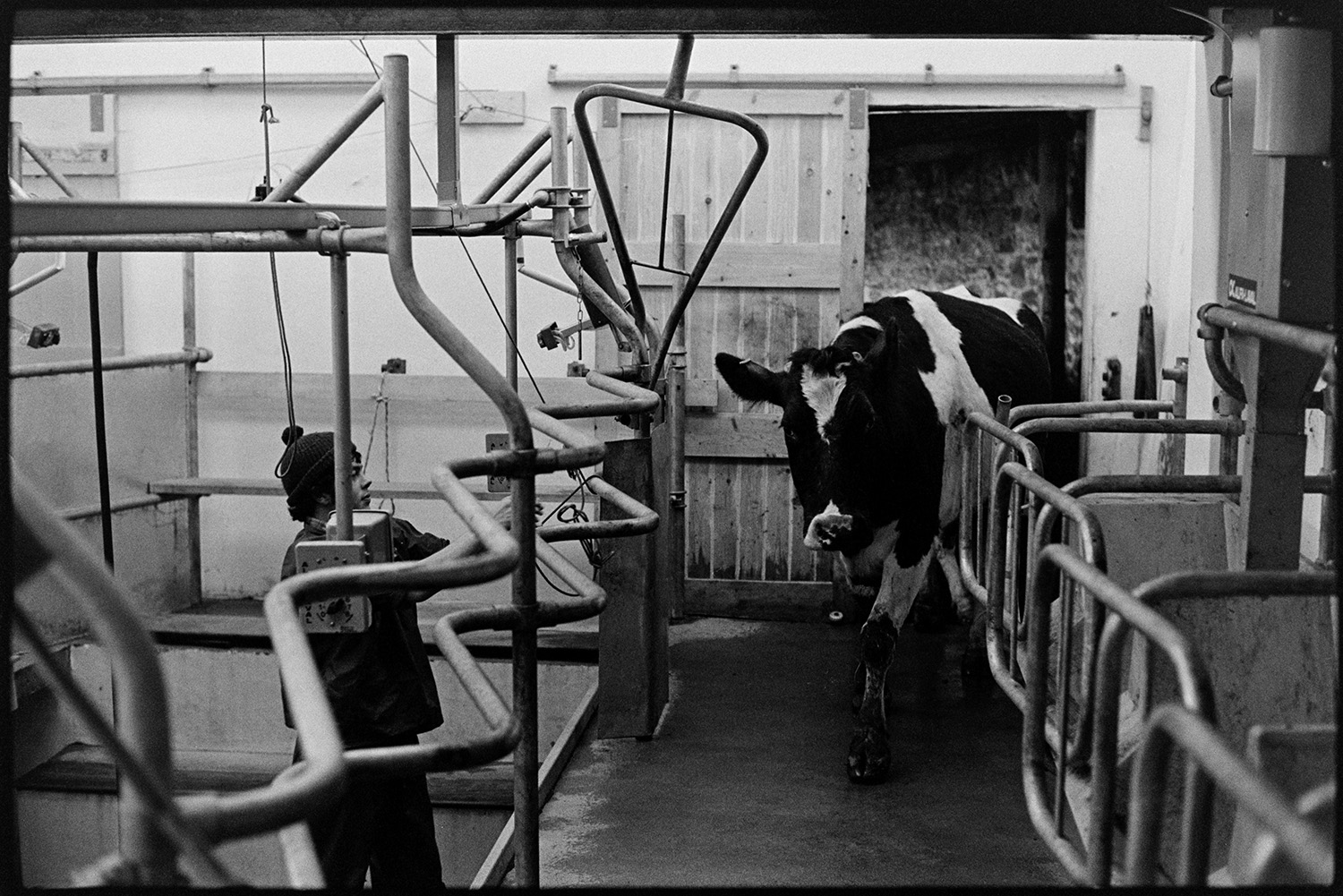 Milking parlour. 
[David Ward with machinery in the milking parlour at Nethercott, Iddesleigh. A cow is entering the parlour to be milked.]