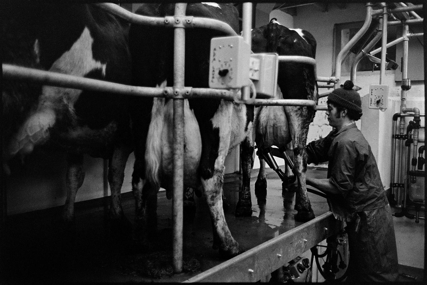 Milking parlour. 
[David Ward milking cows with a milking machine in the milking parlour at Nethercott, Iddesleigh.]