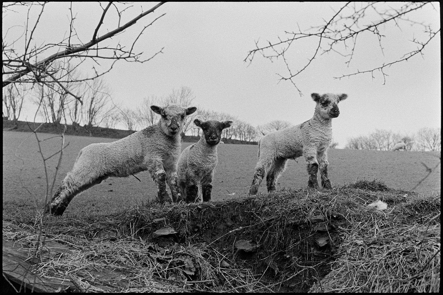 Three lambs. 
[Three lambs looking through a gap in a hedge from a field at Parsonage, Iddesleigh.]