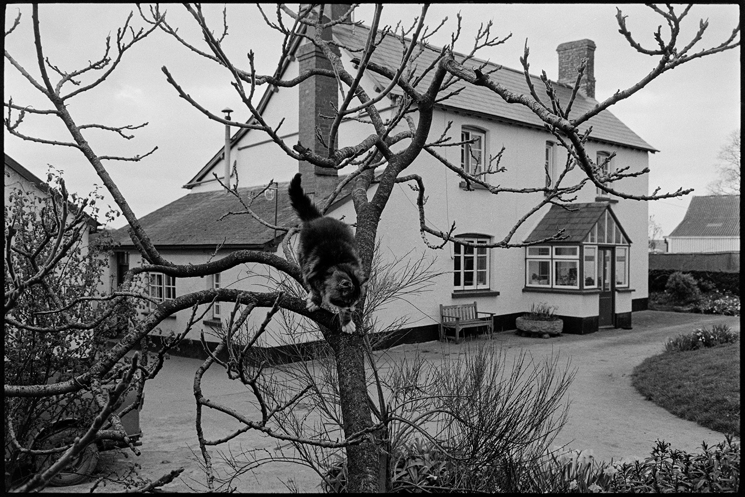 Farm cat, up tree. 
[A farm cat climbing down from a tree outside the farmhouse at Parsonage, Iddesleigh.]