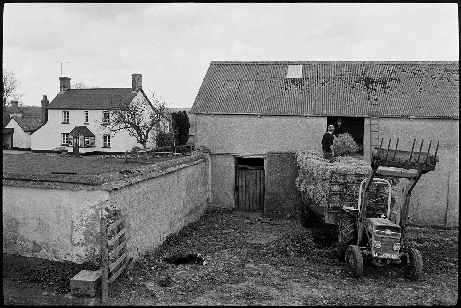 Loading hay into barn tallet. 
[David Ward and another man loading hay bales into a barn tallet from a tractor and trailer at Parsonage, Iddesleigh, A dog is laying down in the farmyard and the farmhouse is visible in the background.]