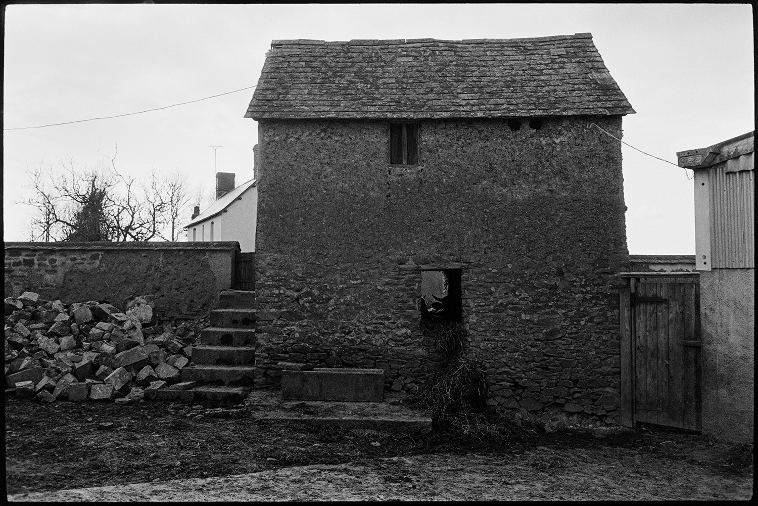 Cows, barns, woodpile. 
[The farmyard at Parsonage, Iddesleigh with a stone, cob and tiled barn. A pile of stone or rubble is visible in the farmyard.]