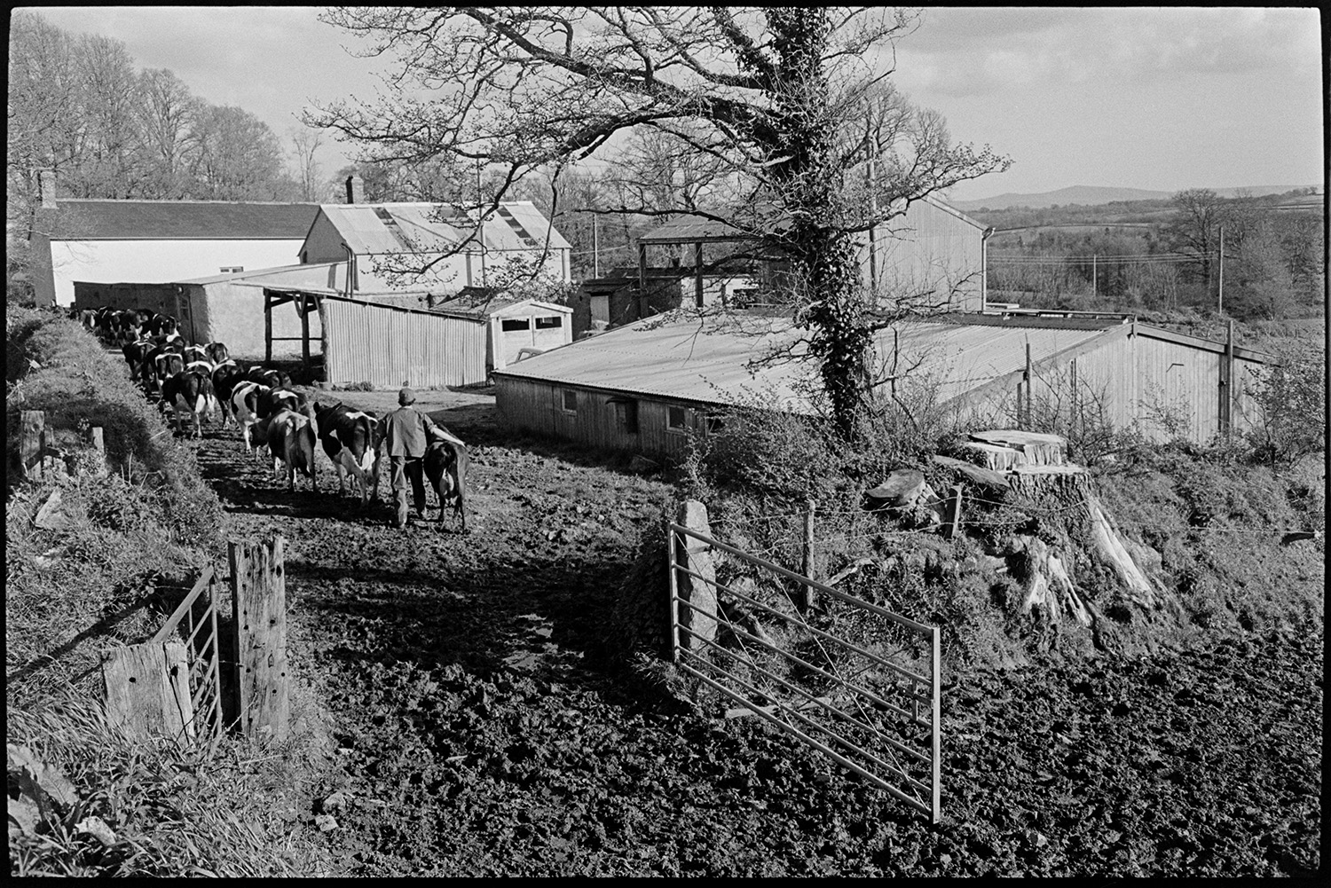 Cows, milking herd with elm trunks in field. 
[A man herding dairy cattle into a farmyard, along a muddy track, to be milked at Parsonage, Iddesleigh. Farm buildings, including barns can be seen in the background. Tree stumps and an open field gate are visible in the foreground.]