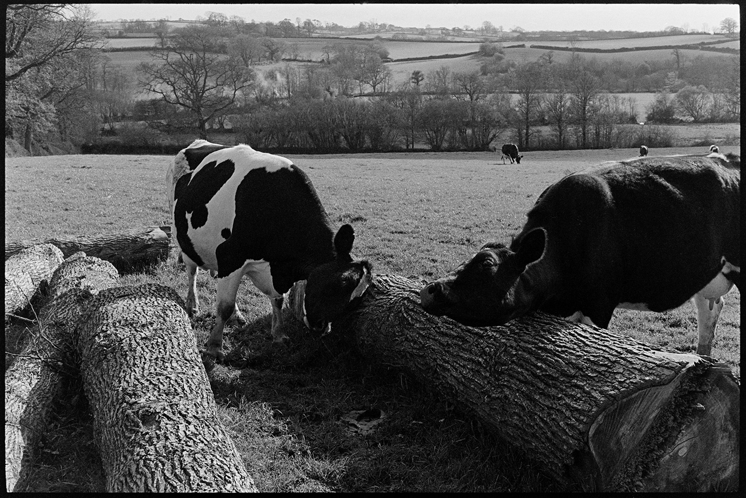 Cows, milking herd with elm trunks in field. 
[Two cows scratching against felled elm tree trunks in a field at Parsonage, Iddesleigh. Other cows can be seen grazing in the background, against a  countryside landscape of field and trees.]