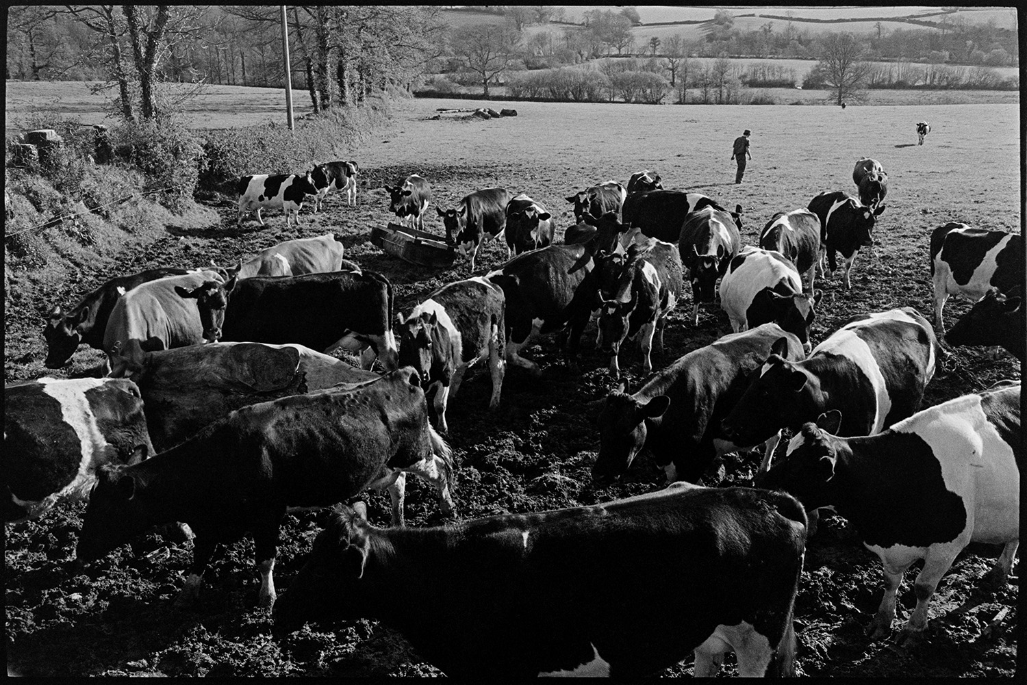 Cows, milking herd with elm trunks in field. 
[A man getting a dairy herd in for milking from a field at Parsonage, Iddesleigh. Elm tree trunks are visible further down the field.]