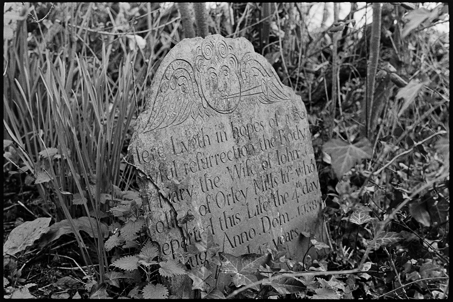 Gravestone with inscription. 
[An overgrown engraved gravestone with an image of a cherub blowing a trumpet at Littleham.]