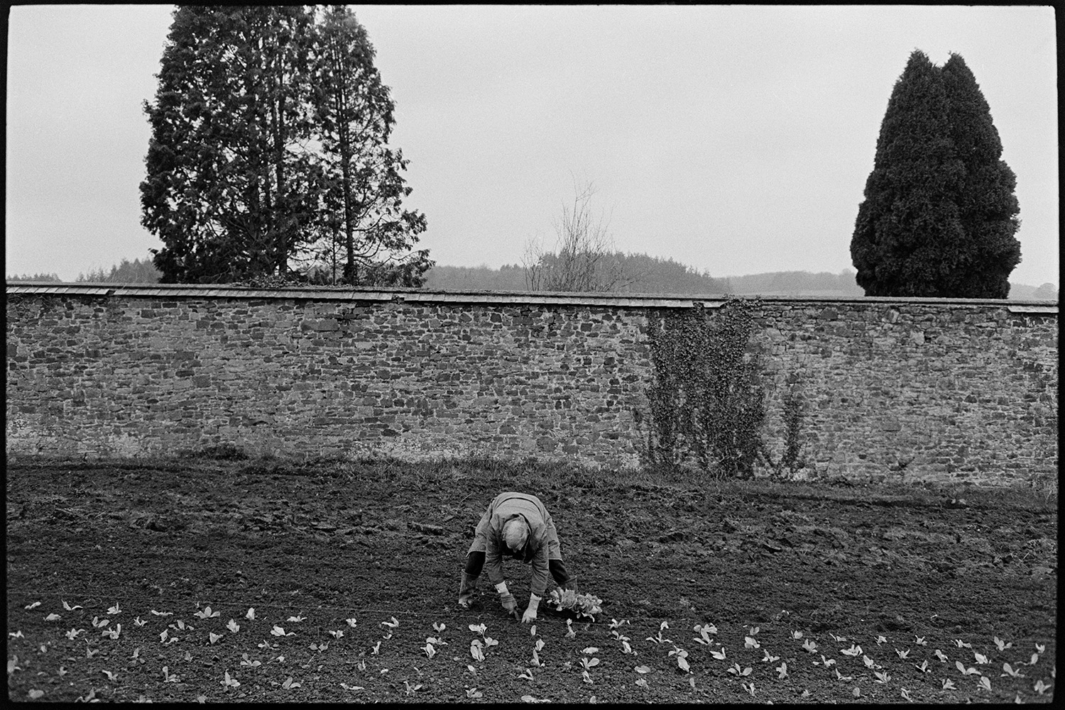 Man planting lettuces at walled garden centre. 
[A man planting rows of lettuces in a walled garden at Eggesford Garden Centre. Trees can be seen in the background behind the wall.]