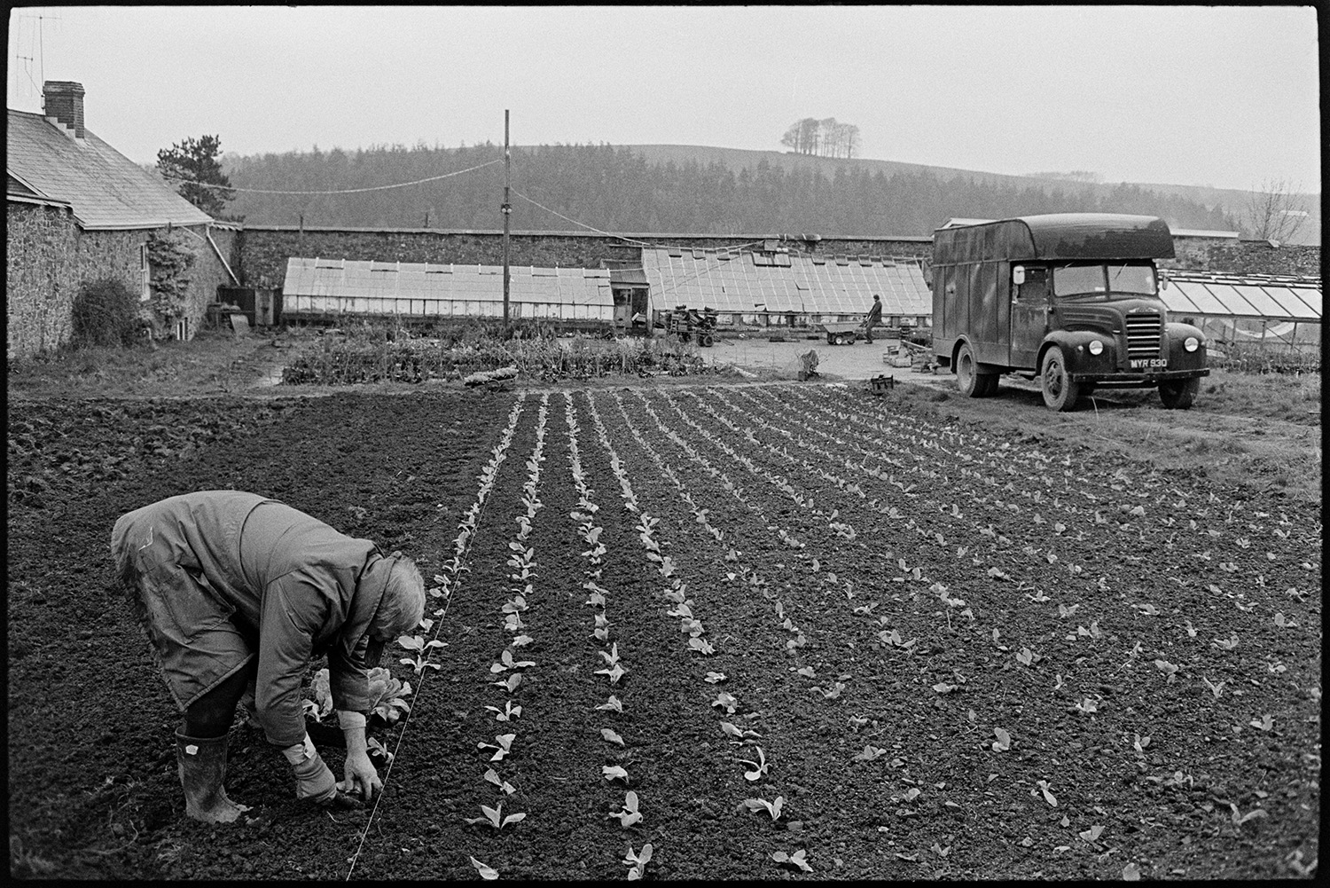 Man planting lettuces at walled garden centre. 
[A man planting rows of lettuces in a walled garden at Eggesford Garden Centre. A truck, greenhouses and other plants can be seen in the background.]