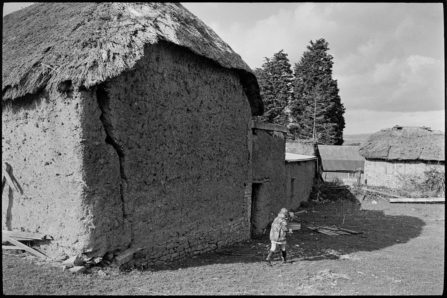 Cob and thatch barn, collapsing. 
[A child walking past a cob and thatch barn at Higher House Farm, Atherington. The wall of the barn has a large crack in it. Other barn buildings can be seen in the background.]