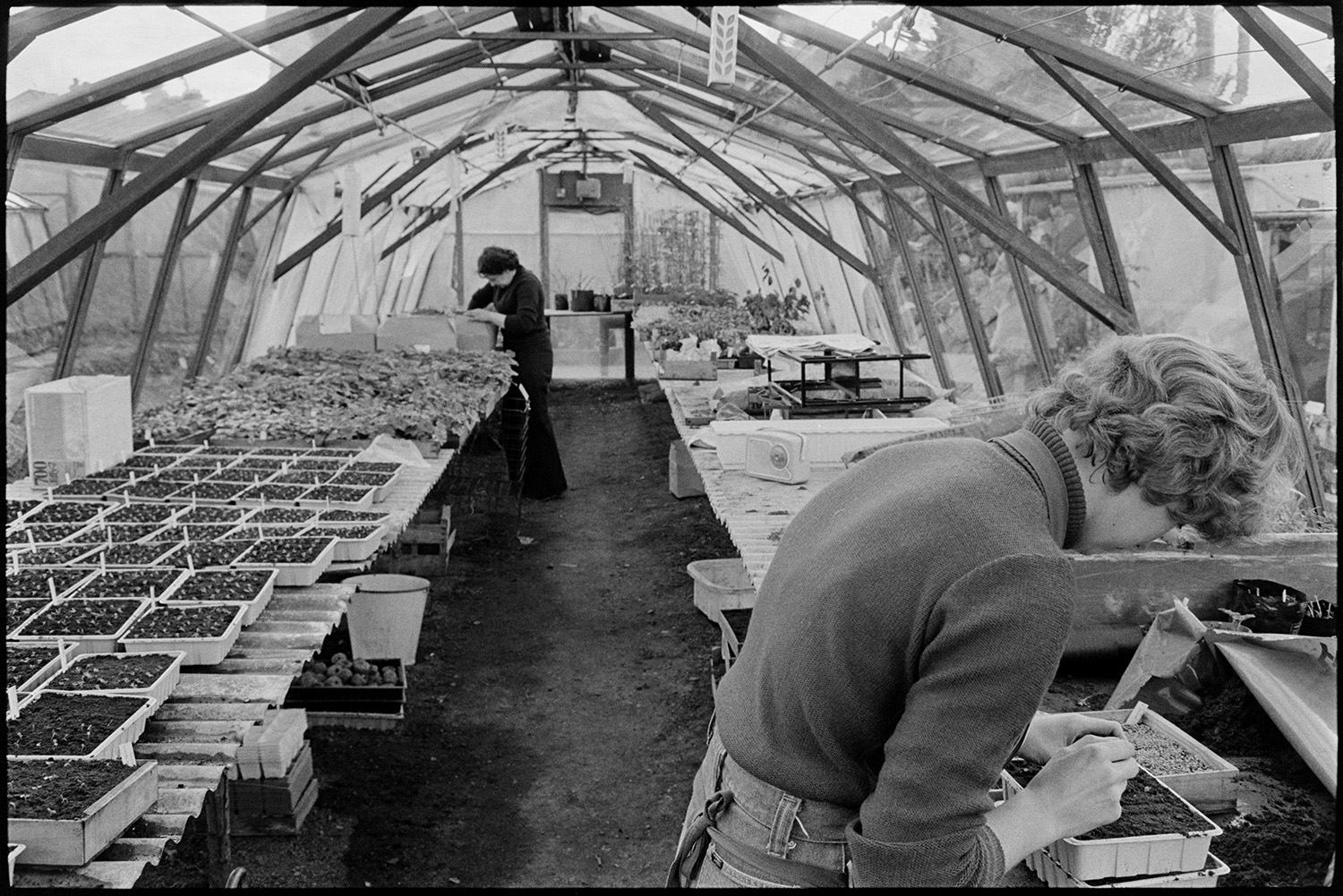 Man watering plants in greenhouse. 
[Two women planting seeds in a greenhouse in School Lane, Torrington. Other types of plants are also visible in the greenhouse.]