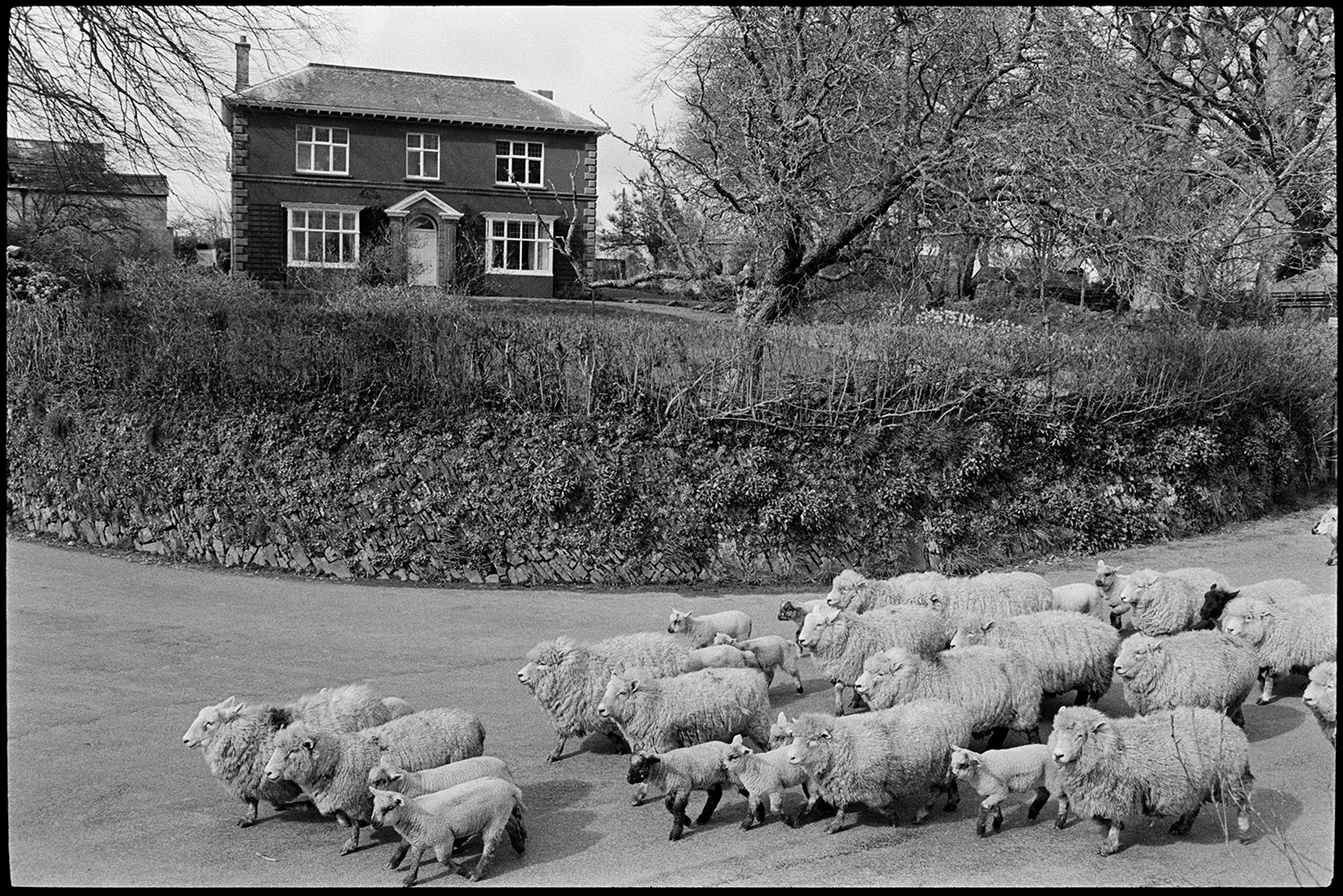 Sheep going through village. 
[Sheep and lambs being herded along a road past Greenwarren House, the former location of The Beaford Centre.]