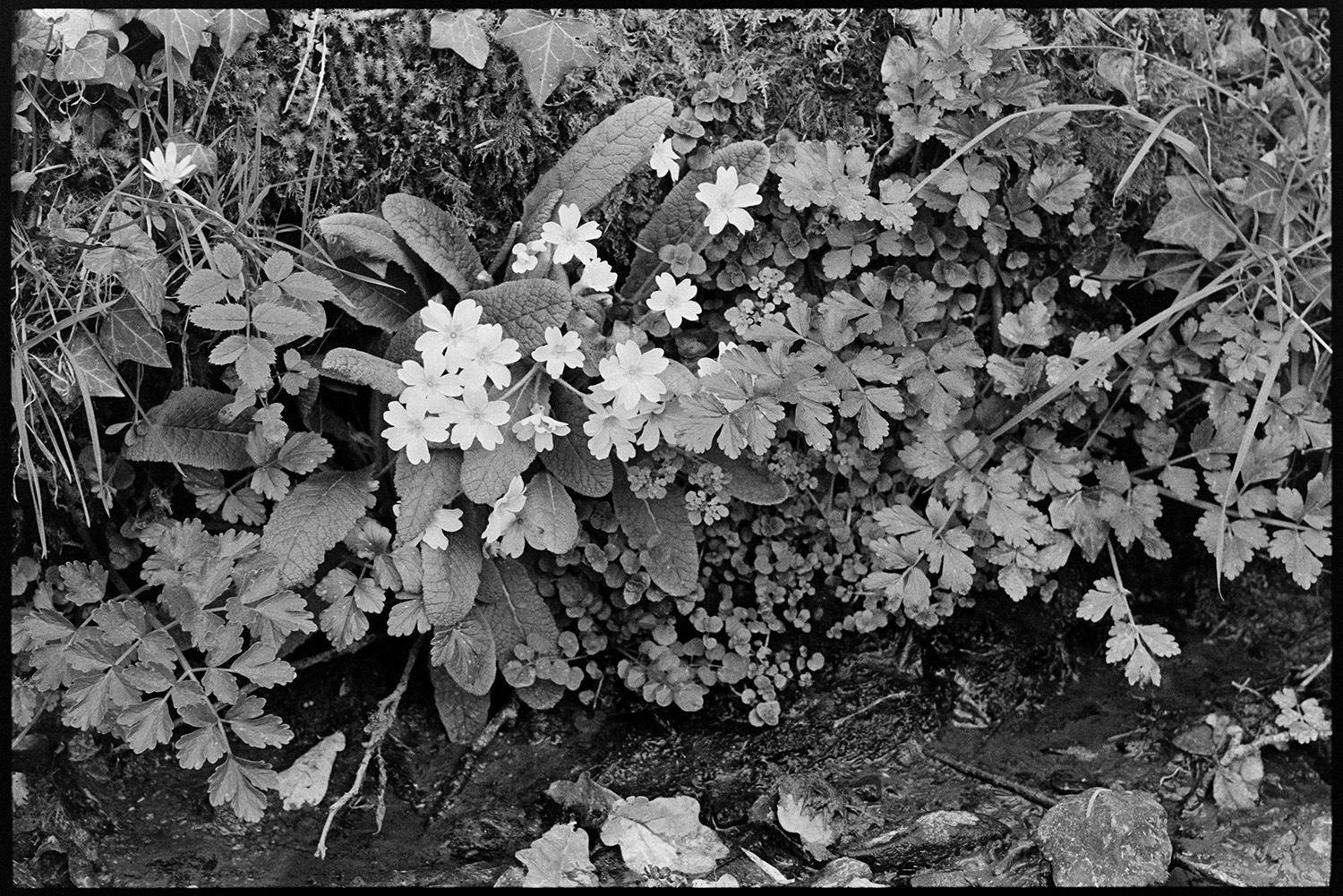 Primroses. 
[Primrose flowers in a hedge or garden at Dolton.]