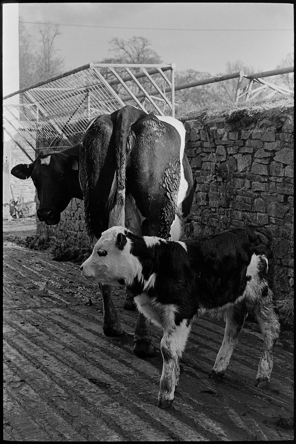 Cows and calves. 
[A cow and calf stood in the farmyard at Nethercott, Iddesleigh. A hay rack is fixed to the wall of the farmyard.]