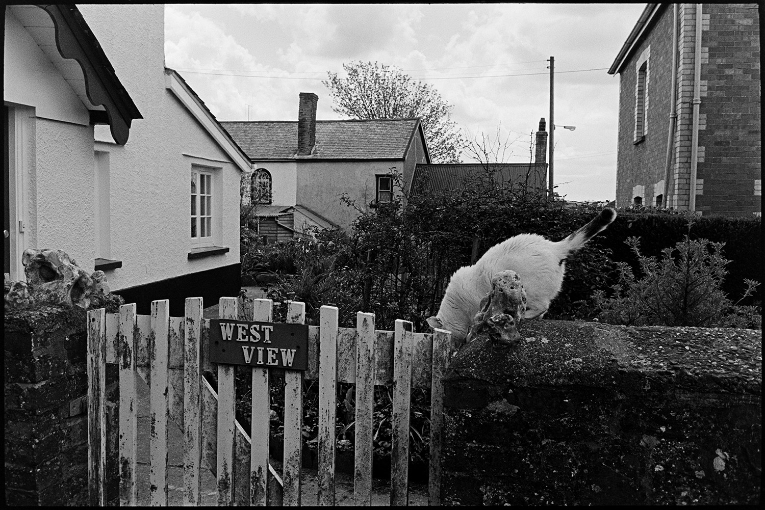 Street scenes with horse, cob and thatched cottages, porch. 
[A cat about to jump off a wall by the gate to West View house in Kings Nympton. Houses and garden scan be seen in the background.]