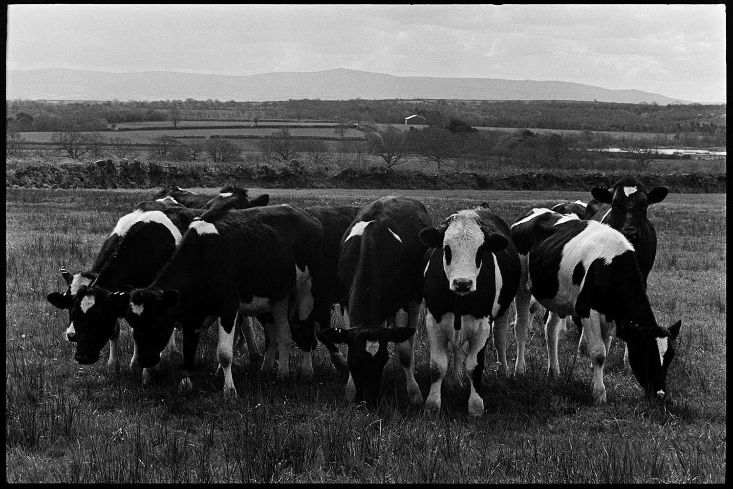 Cows, Bullocks on moor. 
[A small herd of young bullocks grazing on Hollocombe Moor. A landscape of trees, hedges and fields can be seen in the background.]