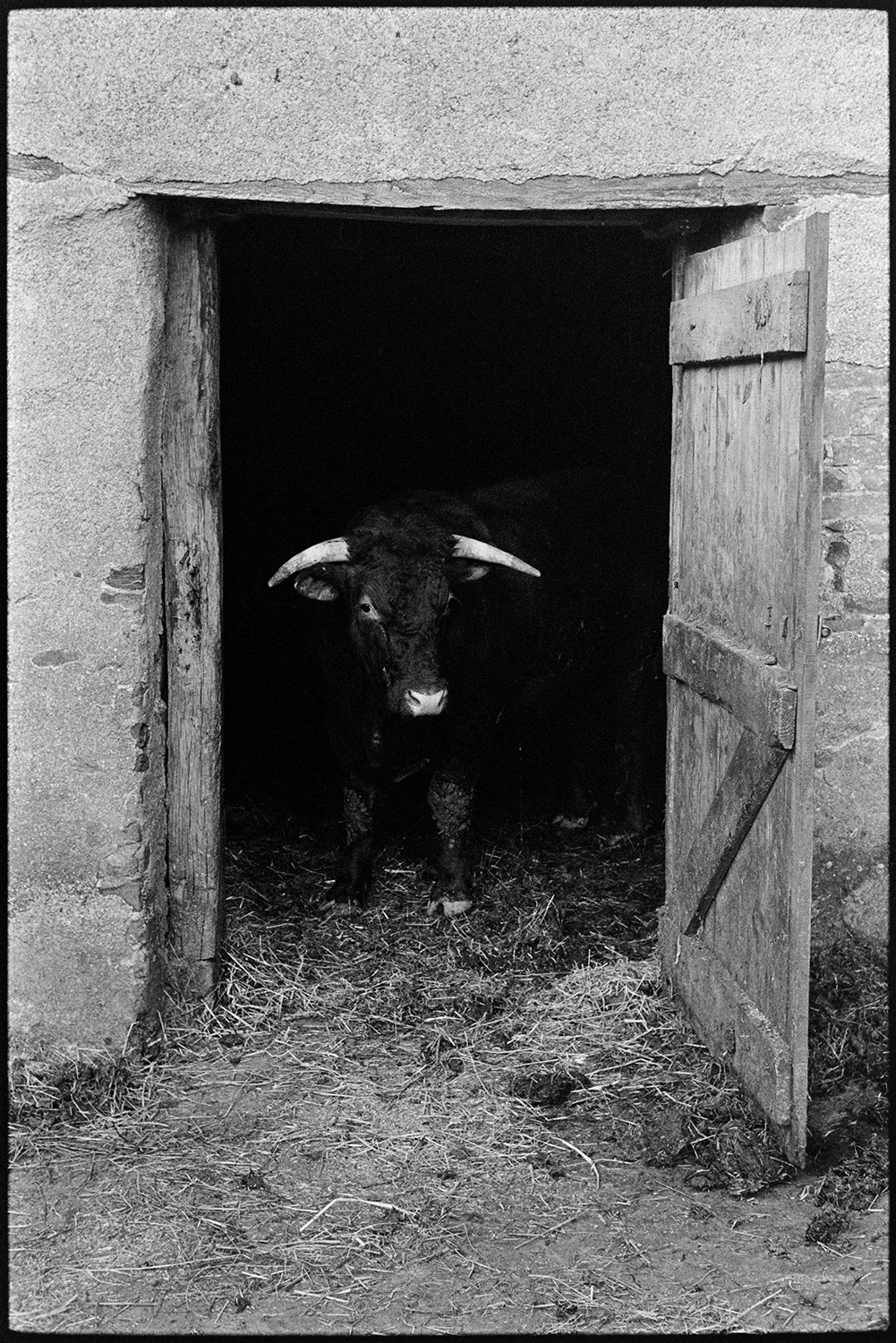 Horned bullocks and dog. 
[A horned bullock stood in an open barn doorway at Parsonage, Iddesleigh.]