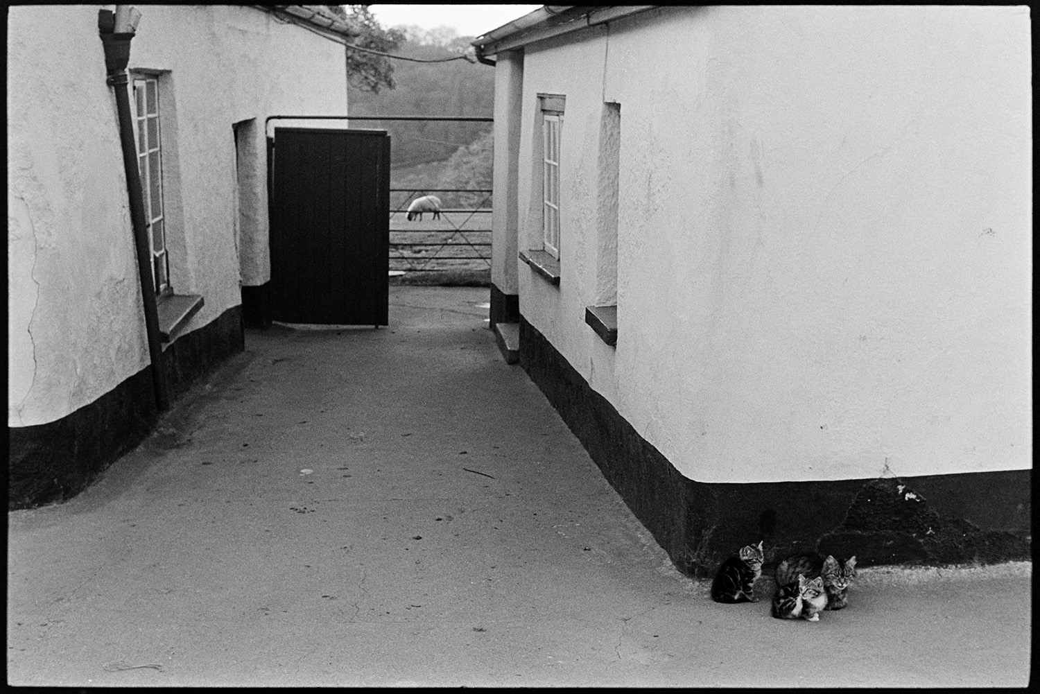 Back yard with cats and dog. 
[A cat and two kittens sat by a wall of the house in the back yard at Parsonage, Iddesleigh. A sheep can be seen grazing behind a metal field gate in the background.]