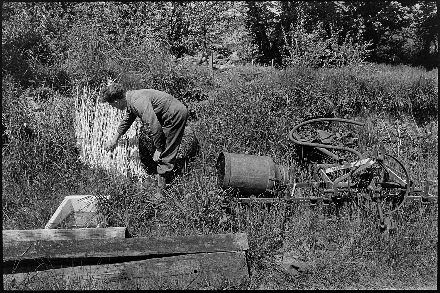 Two skinning (stripping) rods (willows) for basketwork and setting them out to dry. 
[Bill Folland setting out willow, which he has stripped, to dry by a hedgebank at Colehouse, Riddlecombe. Old overgrown farming machinery can also be seen b the hedgebank.]