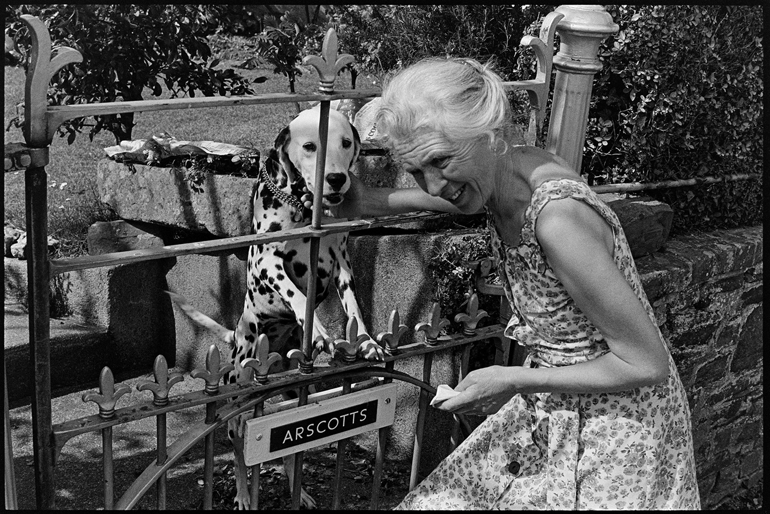 Woman at gate with her dog. 
[Marge Knight stroking her Dalmatian dog through the garden gate at Arscotts, Dolton.]