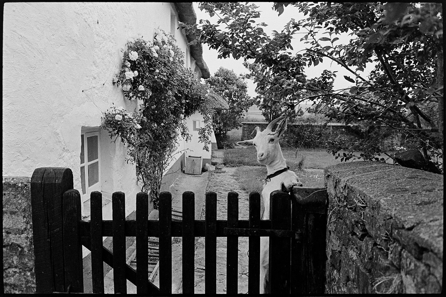Thatched farmhouse now used as centre for writing studies. Goat at gate. 
[The Arvon Centre at Totleigh Barton, Sheepwash. The thatched farmhouse was used as a creative writing centre. A goat is stood with its front legs on the gate to the farmhouse. A rose bush is also growing up the farmhouse wall.]
