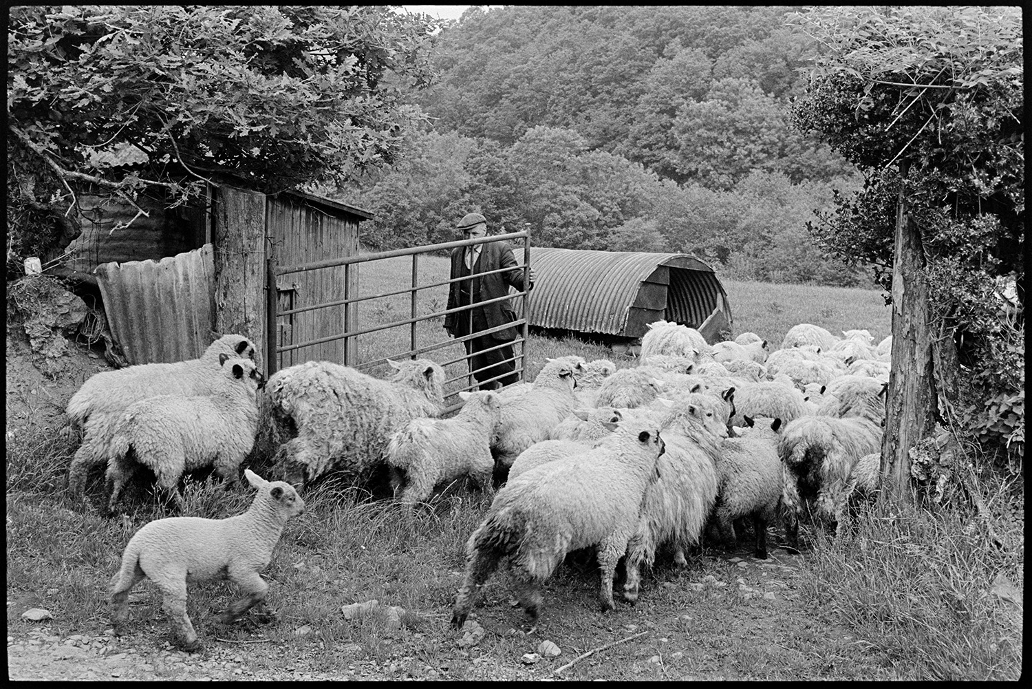 Sheep going to field past cars with people chatting. 
[A man opening a field gate to let a flock of sheep into a field at Millhams, Dolton. A corrugated iron arced shed can be seen in the field.]