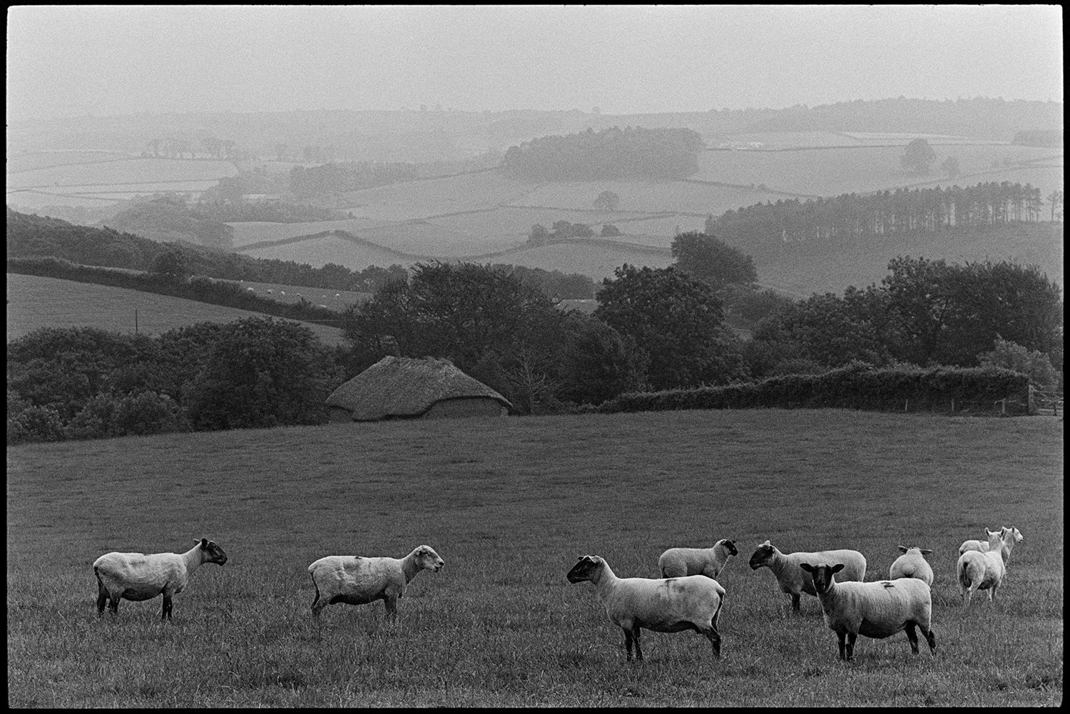 Sheep in field, thatched barn in background (now gone). 
[Sheep grazing in a field near Beaford Wood. A thatched barn can be seen in the background. It was later demolished. A misty landscape of fields, trees and hedges can be seen in the distance.]