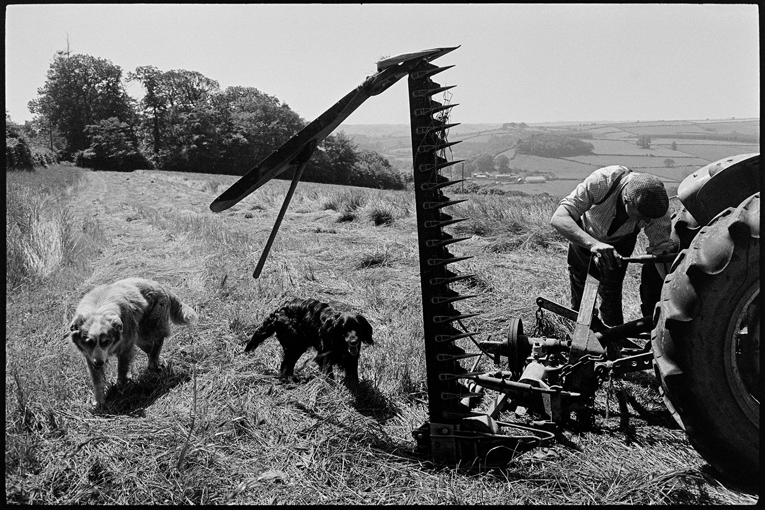Farmer checking grass cutter or mower, dogs. 
[George Ayre checking a mower attached to a tractor in a field at Ashwell, Dolton. Two dogs are with him.]