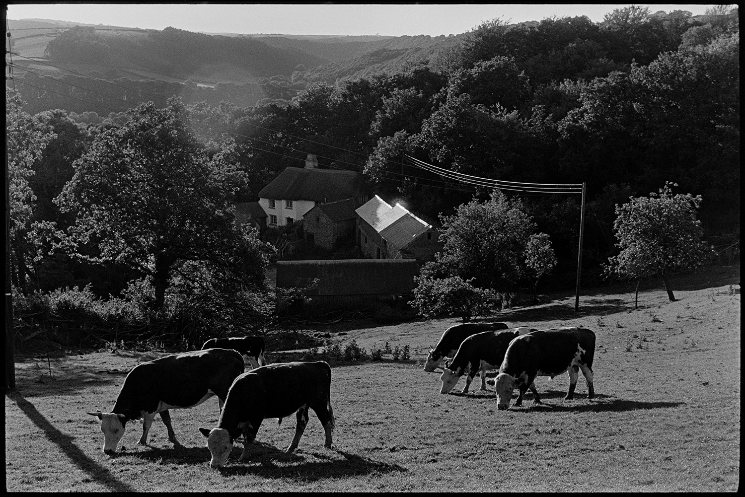 Thatched farm in valley. 
[Cattle grazing in a field at Ashwell, Dolton. A thatched farmhouse surrounded by trees can be seen in the valley in the background.]