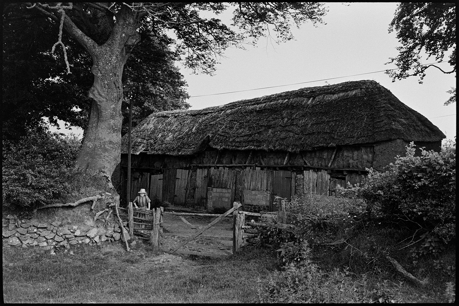 Old thatched barn, extremely interesting. 
[A girl climbing on a wooden gate in front of a stone and thatch barn at Deckport, Hatherleigh. Hay bales can be seen in the barn, which is surrounded by trees. The bottom part of the barn is covered with sheets of wood and corrugated iron.]