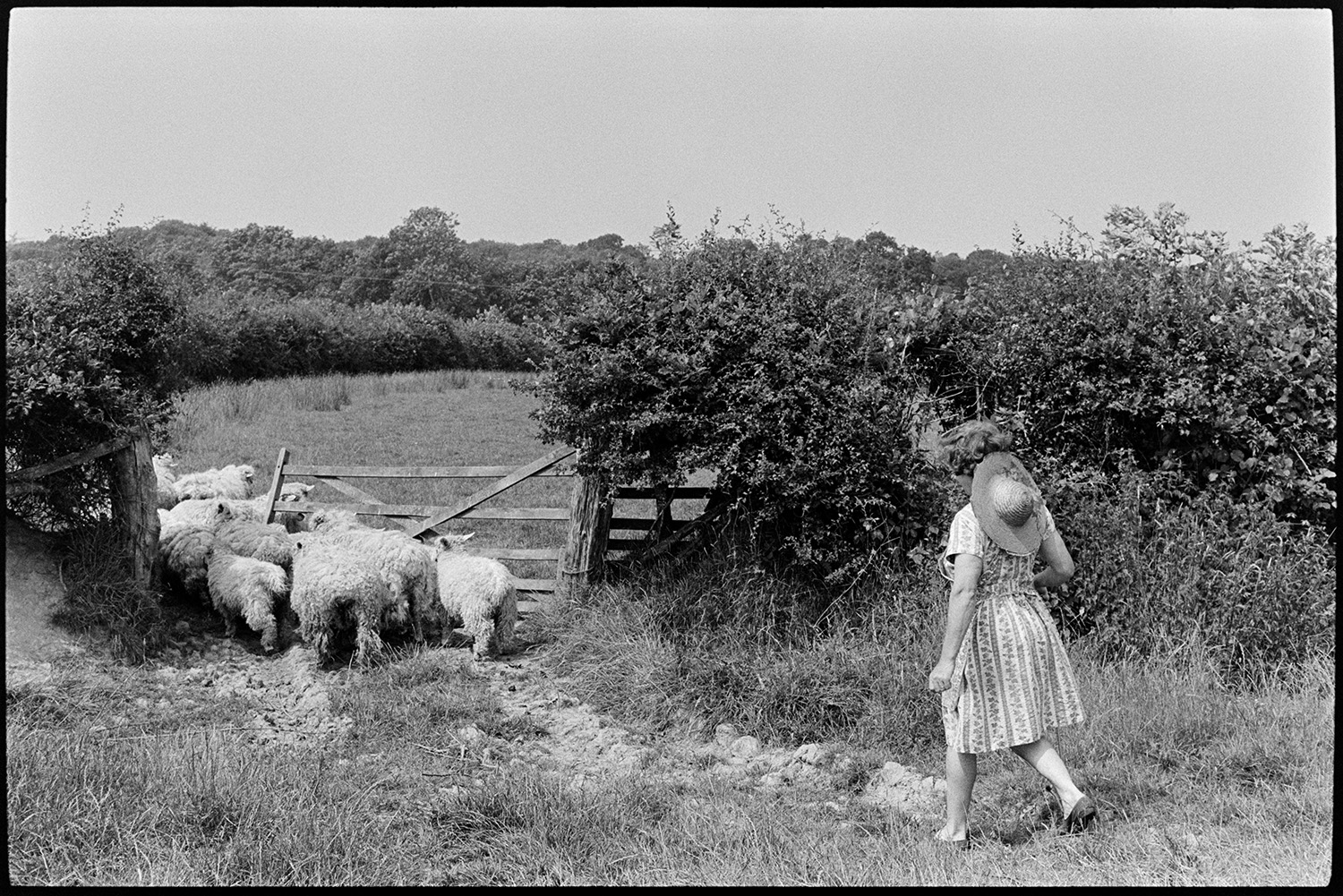 Woman checking sheep. 
[Mrs Oke herding a small flock of sheep through a field gate at Deckport, Hatherleigh. She is wearing a dress and a straw hat.]