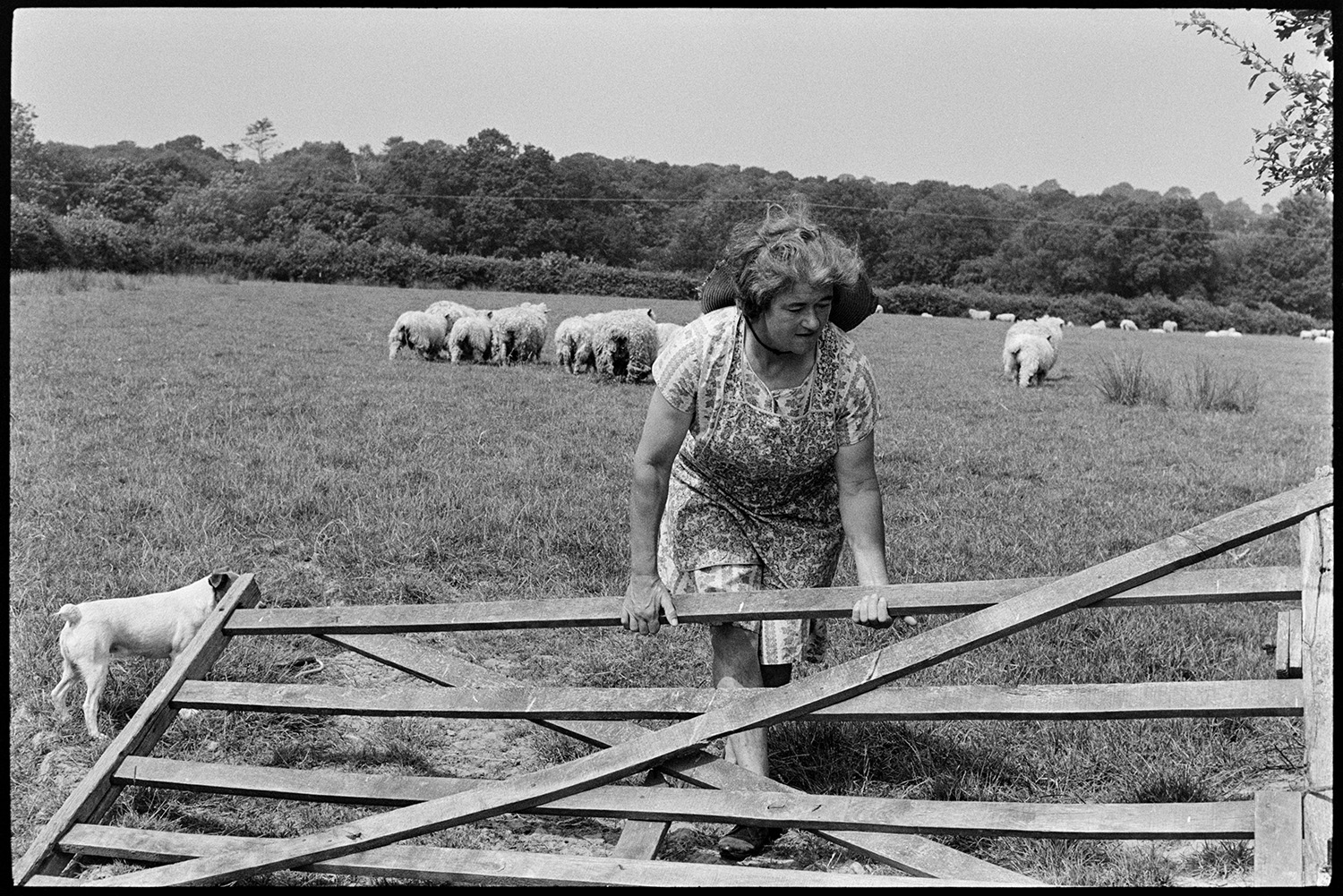 Woman checking sheep. 
[Mrs Oke checking a small flock of sheep in a field at Deckport, Hatherleigh. She is lifting a wooden field gate and is accompanied by a dog.]