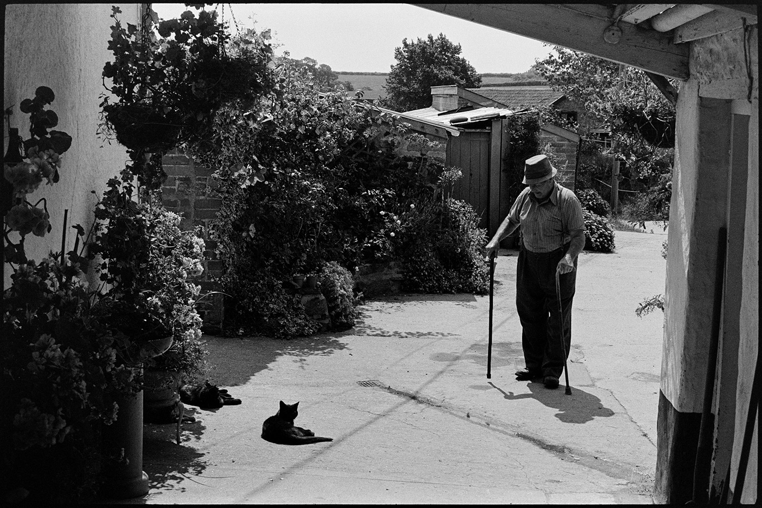 Man with sticks in courtyard with cat. 
[Mr Eastmond walking through a courtyard with various plants and sheds at Lower Week, High Bickington, using two walking sticks. He is looking at two cats sat in the courtyard.]