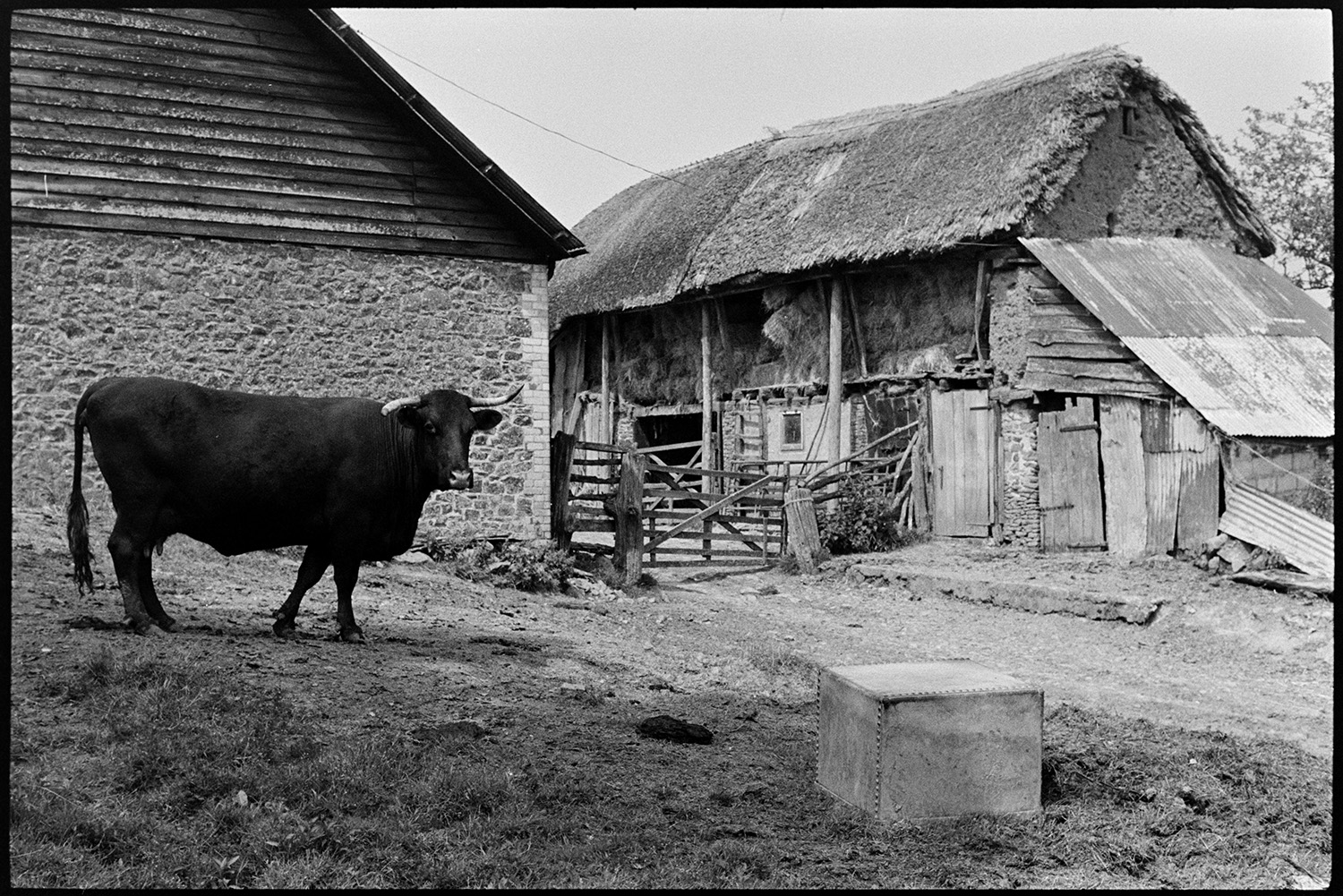 Devon Red cow walking past barns. 
[A horned Red Devon cow walking past two barns in the farmyard at Deckport, Hatherleigh. Hay bales are being stored in the tallet of the thatch and cob barn in the background.]