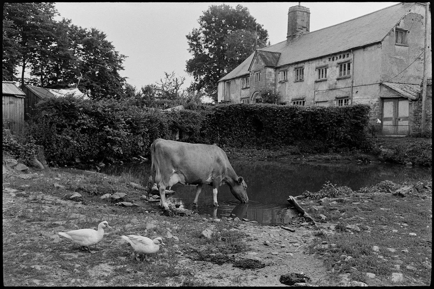 Cow drinking from pond in front of farm. 
[A cow drinking from a pond in front of the farmhouse at Deckport. Hatherleigh. Two Muscovy ducks are visible in the foreground.]