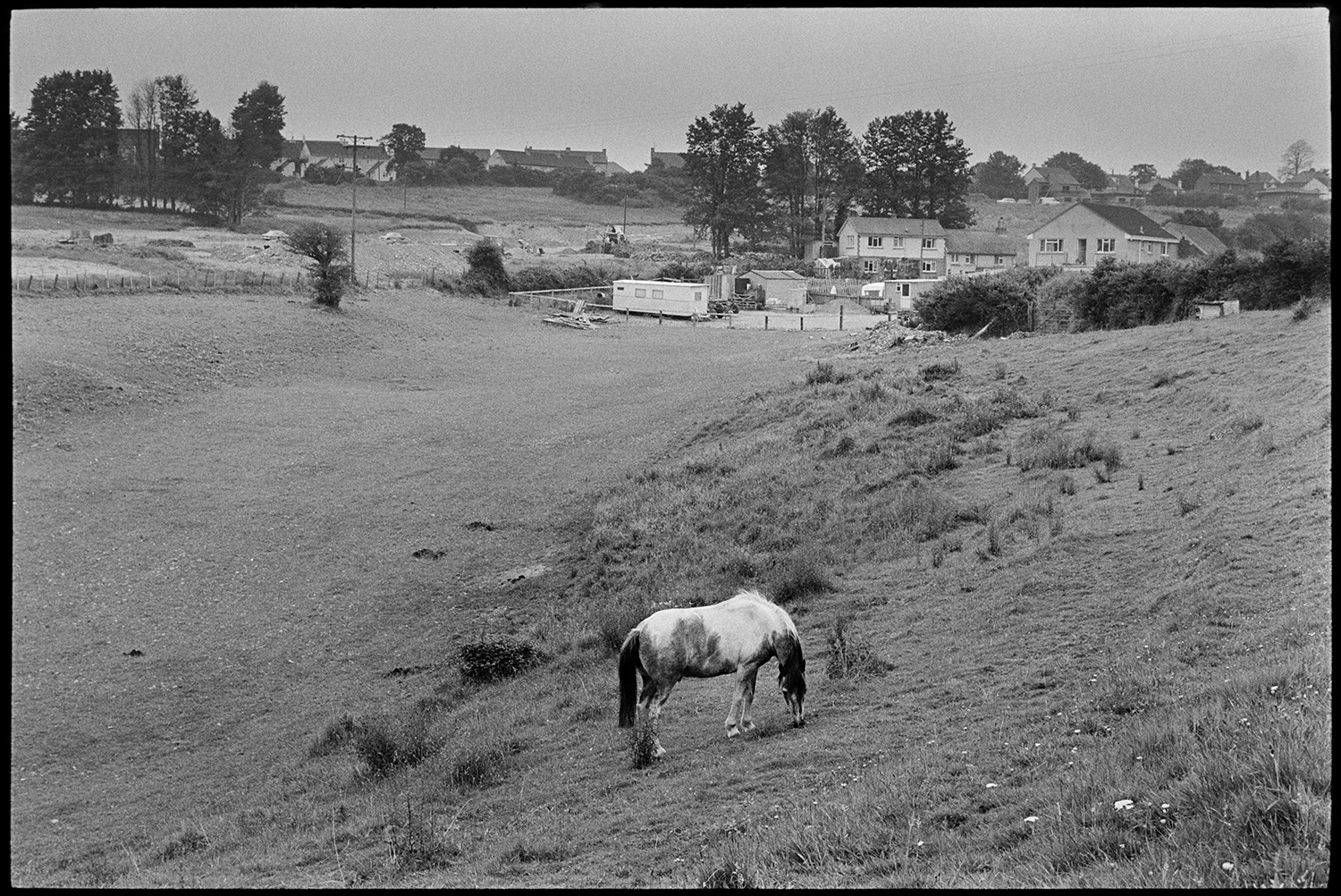 Horse in field in front of town before development. 
[A horse grazing in a field by houses in Torrington before the area was developed.]
