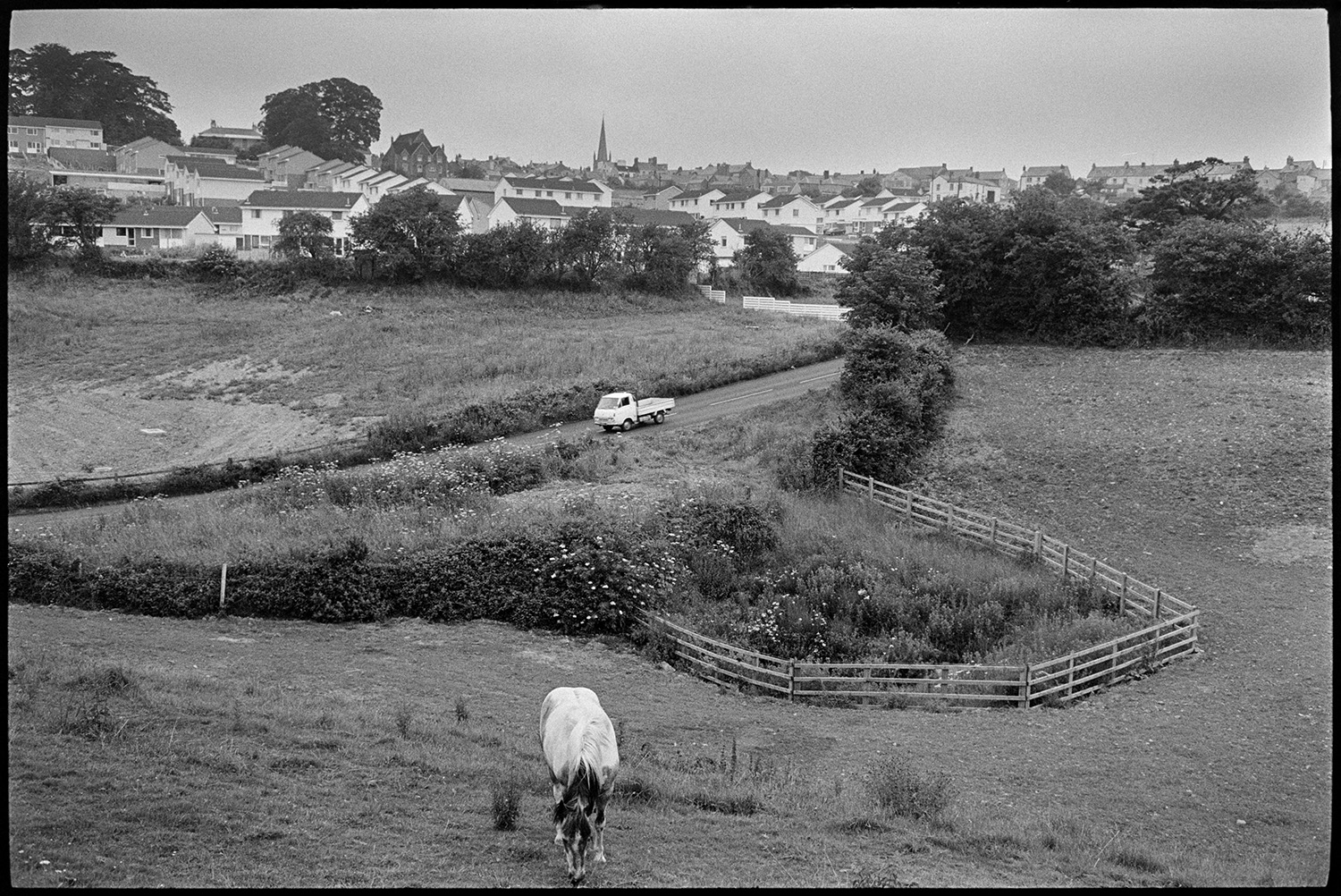 Horse in field in front of town before development. 
[A horse grazing in a field before the area was developed in Torrington. The town of Torrington can be seen in the background.]