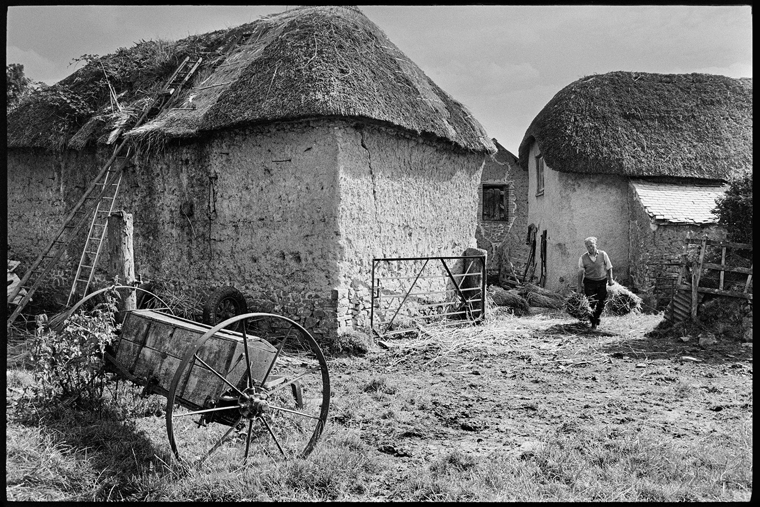 Cob barn being thatched, seed drill in foreground. 
[A cob barn which is being re-thatched at Newhouse, Ashreigney. Bill Hammond is walking through the farmyard carrying two nitches of reed. Two ladders are resting against the barn and a wooden seed drill is visible in the foreground.]