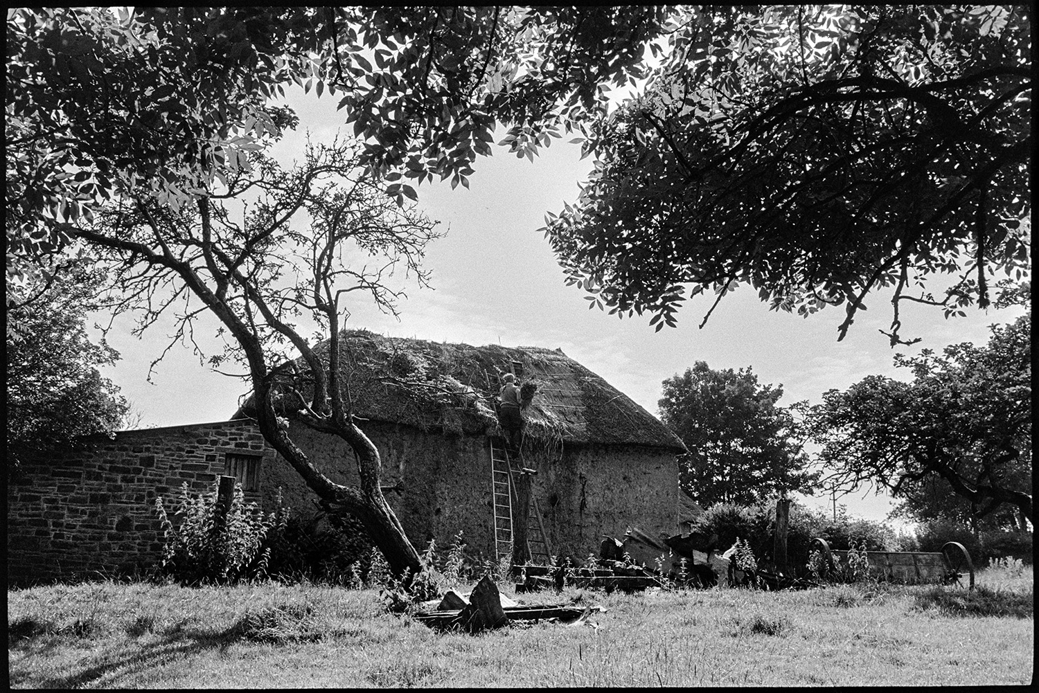Cob barn being thatched, seed drill in foreground. 
[Bill Hammond re-thatching a cob barn at Newhouse, Ashreigney. The barn is surrounded by trees and a wooden seed drill is visible to the right of the barn.]