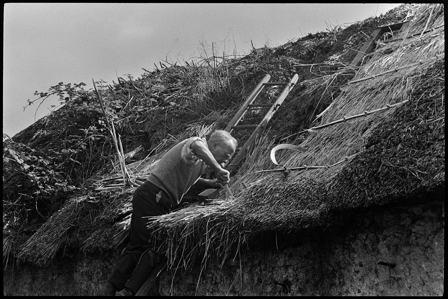 Old barn being thatched. 
[Bill Hammond re-thatching a cob barn at Newhouse, Ashreigney. He is pushing a spar into the thatch, next to a sickle. Brambles can be seen growing in the rest of the roof, waiting to be re-thatched.]
