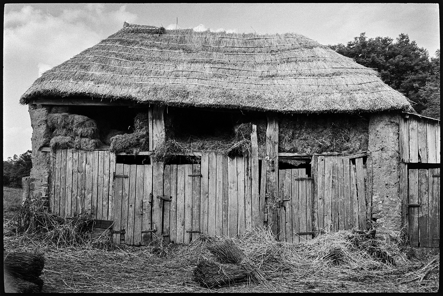 Old barn being thatched. 
[A cob barn which is bring re-thatched by Bill Hammond at Newhouse, Ashreigney. The bottom half of the barn is covered with wooden planks and doors, and hay bales can be seen in the top half. Nitches of reed are visible in the foreground.]