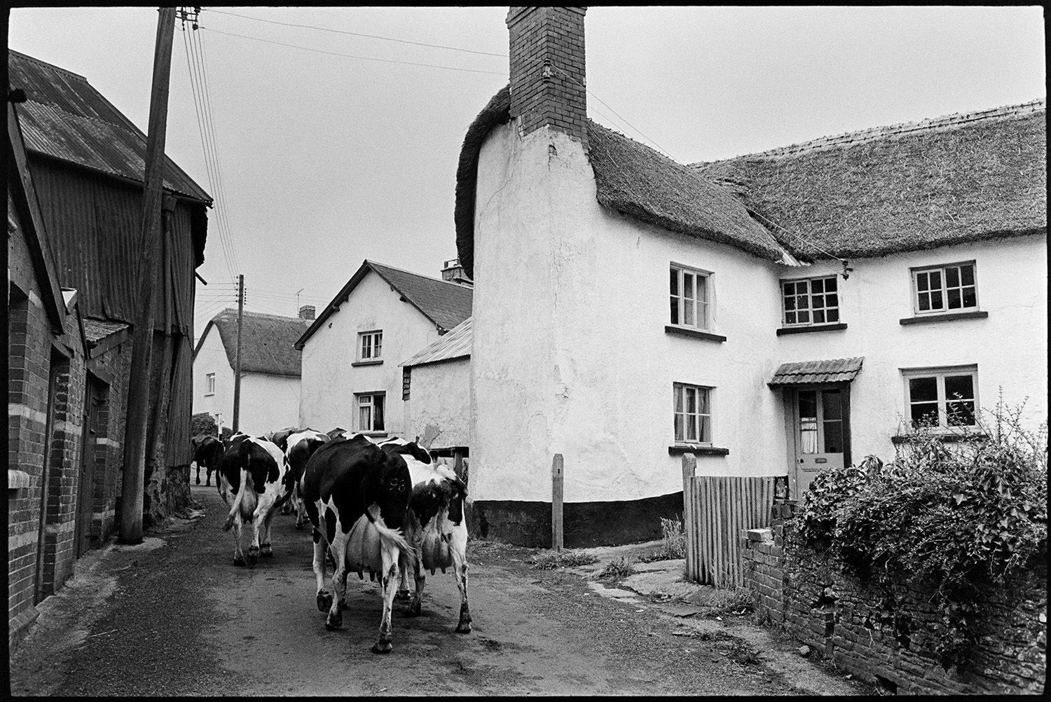 Milking herd of cows being driven through village behind tractor. 
[A dairy herd of cows being herded through a street in Exbourne past a thatched cottage and a corrugated iron barn.]