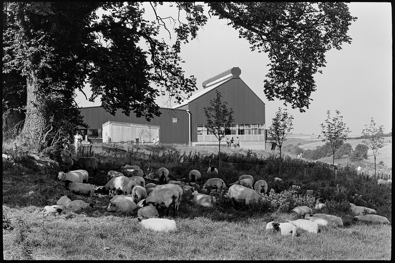 Sheep in field in front of glass factory. 
[Sheep lying down in the shade of a tree in a field at Torrington, in front of the Dartington Glass factory.]