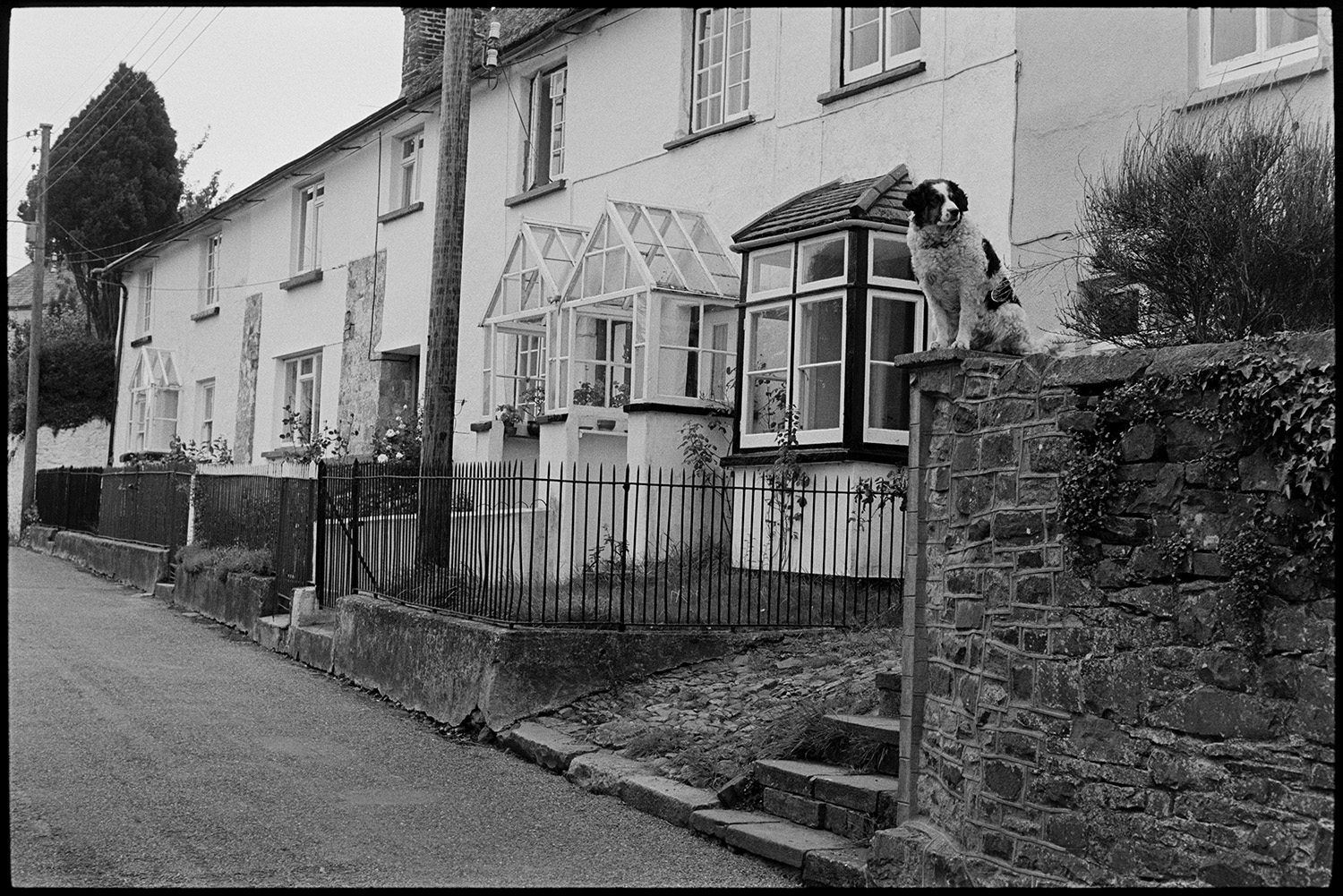 Street scene with dog. 
[A dog sat on a wall by a street in Hatherleigh. Houses and railings can be seen further along the street. Some of the houses have porches.]
