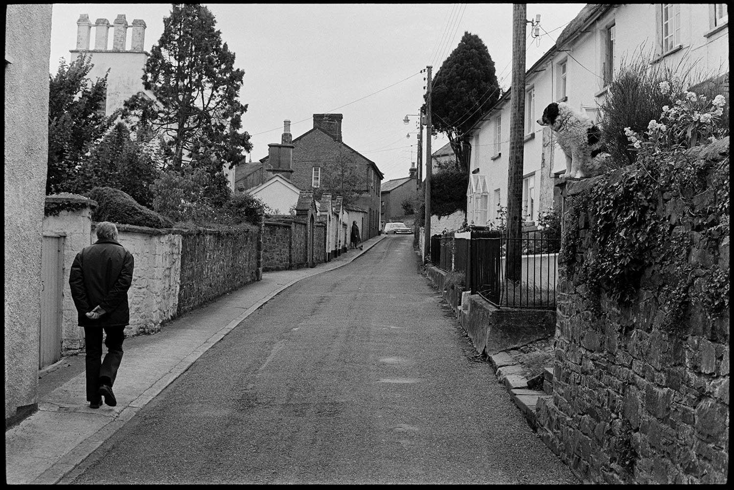 Street scene with dog. 
[A dog sat on a wall by a street in Hatherleigh watching people walk past.  Houses, railings are gardens can be seen further along the street.]